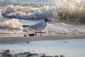 Wallpaper: Strandspaziergang