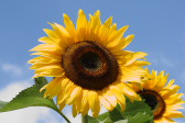 Wallpaper: Sonnenblume