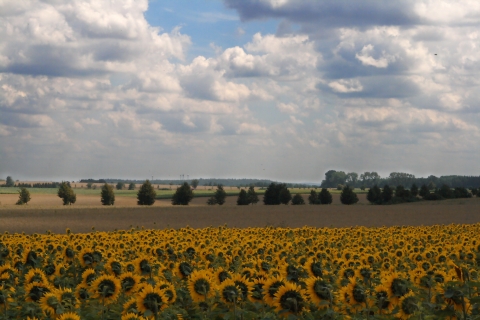Wallpaper: Sonnenblumenfeld